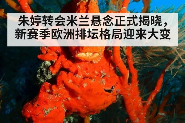 朱婷转会米兰悬念正式揭晓，新赛季欧洲排坛格局迎来大变